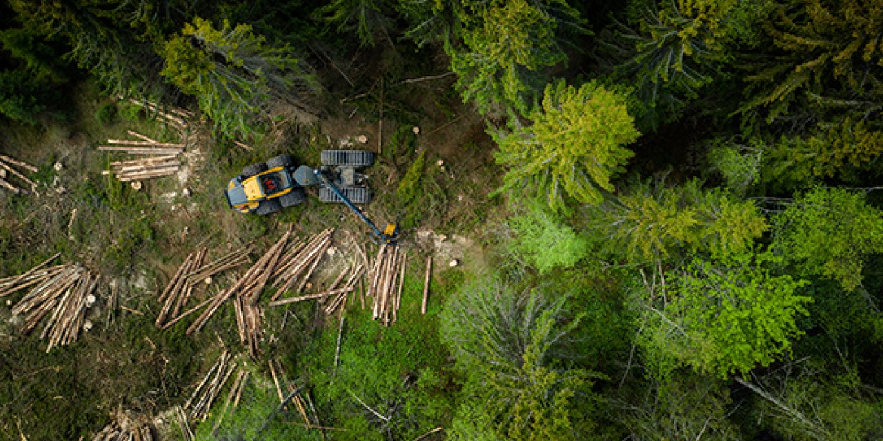 Ein Drohnenfoto zeigt eine Waldlandschaft mit gefällten Baumstämmen und einem Fahrzeug.