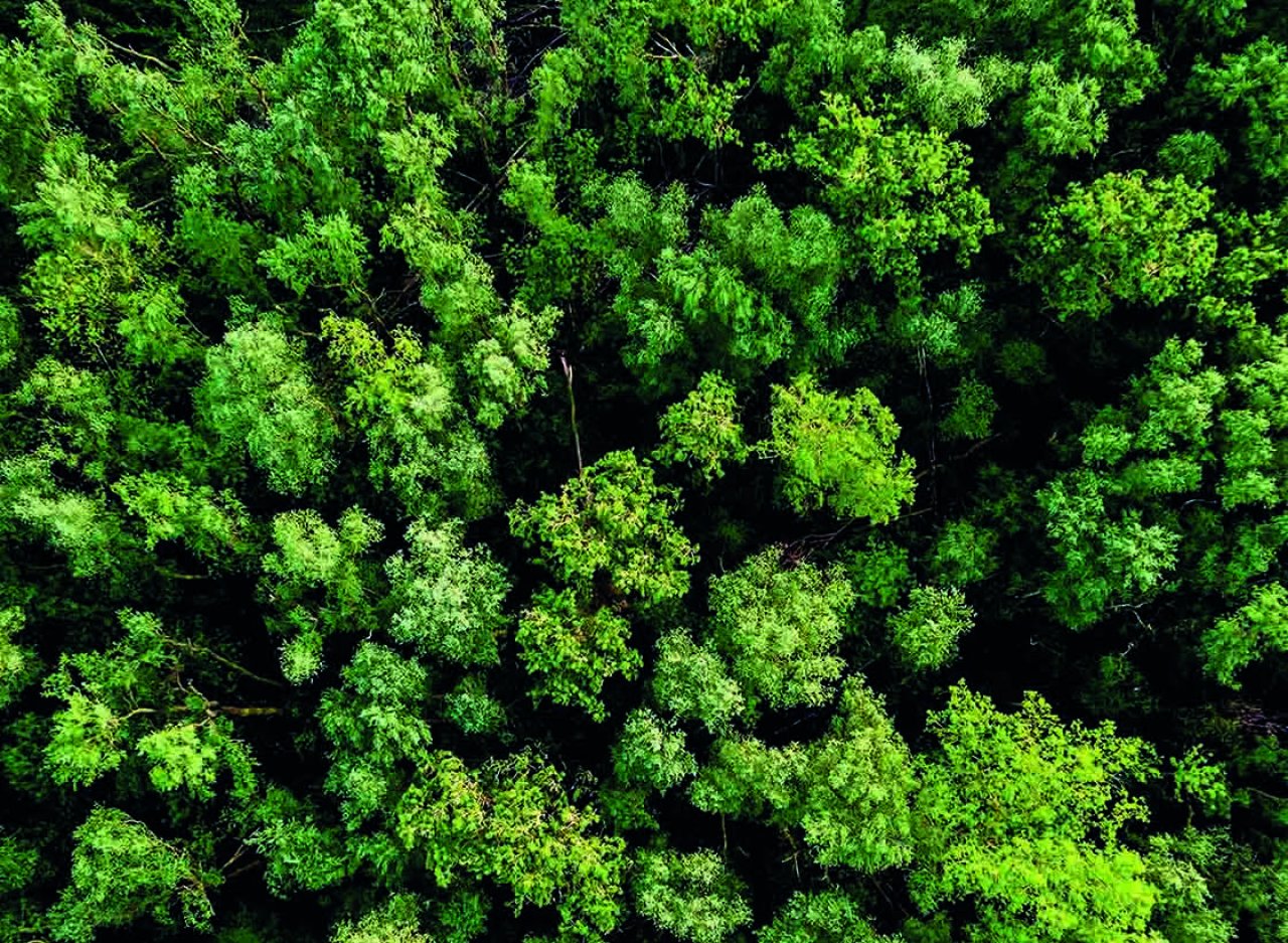 Ein Wald von oben.