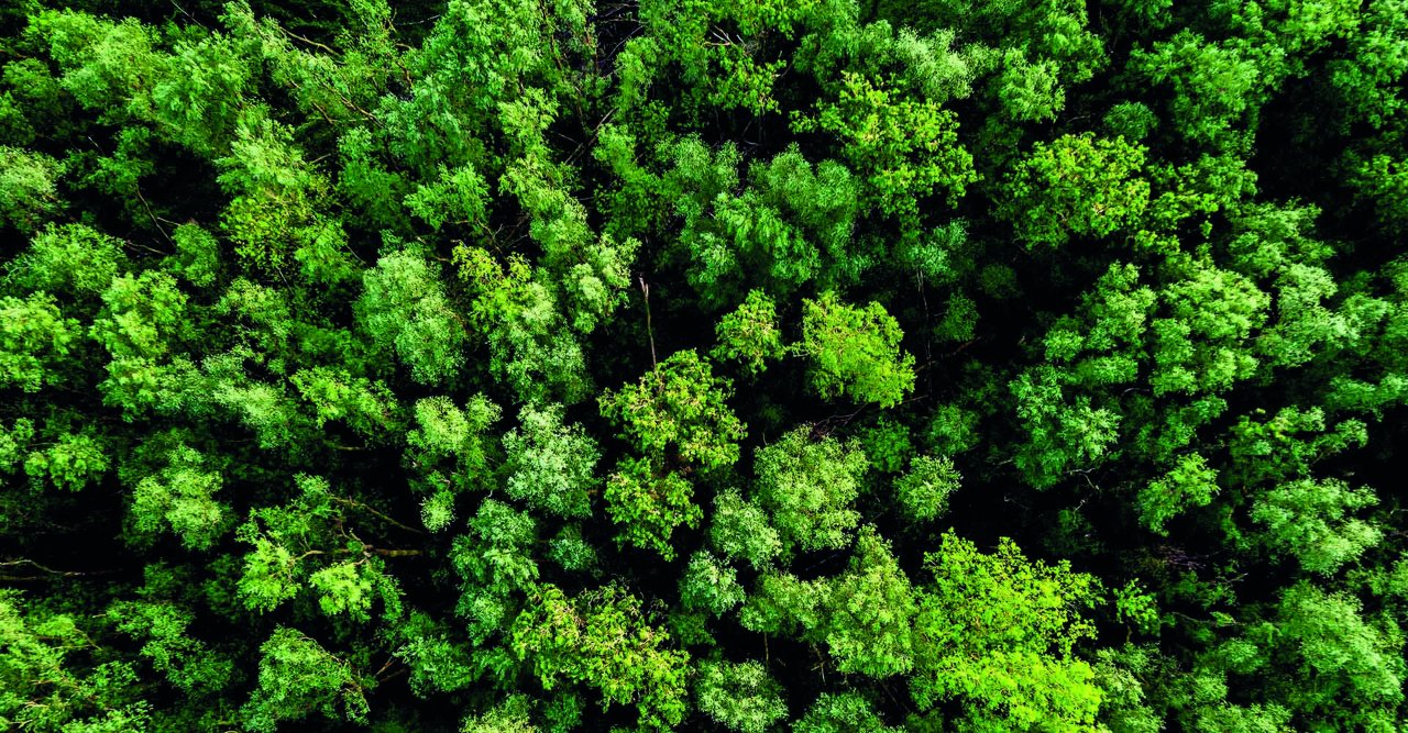 Ein Wald von oben, viele Bäume.